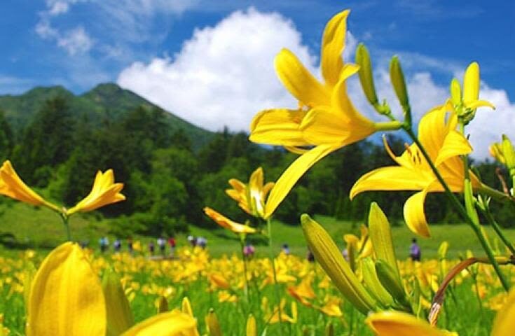 Morning departure-Shinjuku day trip: ＜Hatotoge Pass＞ A day trip to the distant "Oze" where wild flowers bloom - Walking from Hatotoge Pass into the wetlands