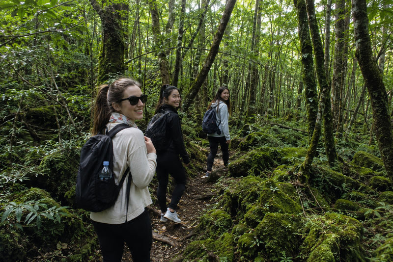 Mount Fuji & Aokigahara Hidden Gems Full-Day Private Tour - The forest is the heart of the outing