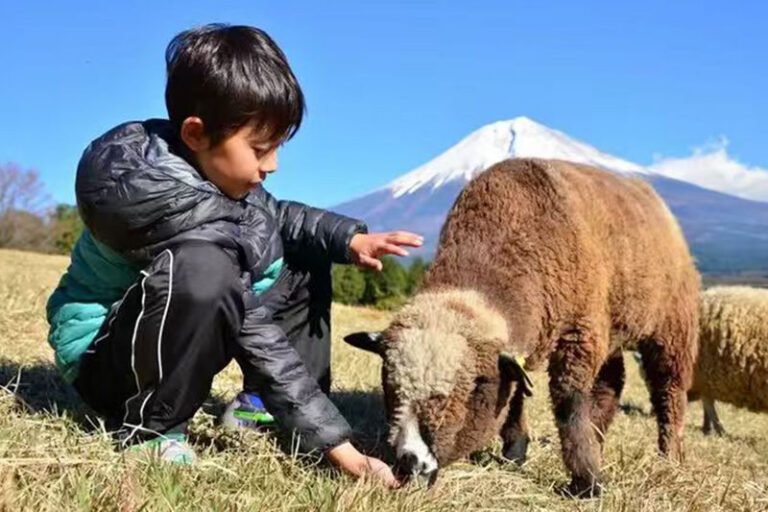 Mount Fuji Internet-Famous Attractions & Makaino Farm & Lake Tanuki & Arakurayama Sengen Park Day Tour (Optional Private Car Charter) - Arakurayama Sengen Park: the famous pagoda view