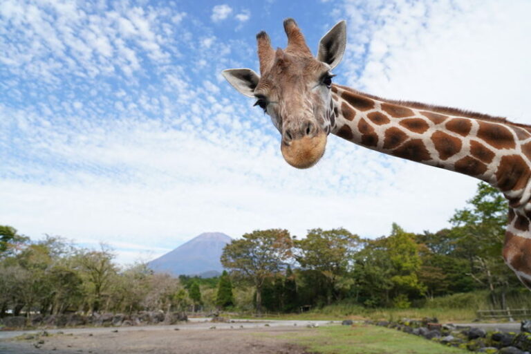 Mount Fuji Parent-Child Day Trip: Fuji Safari Park & Lake Yamanaka Mount Fuji Scenic View & Oshino Hakkai (Chinese/English-speaking leader-Departing from Tokyo/Shinjuku) - Start early from Tokyo