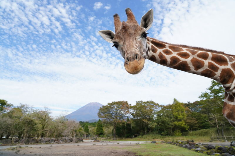 Mount Fuji Parent-Child Day Trip: Fuji Safari Park & Lake Yamanaka Mount Fuji Scenic View & Oshino Hakkai (Chinese/English-speaking leader-Departing from Tokyo/Shinjuku) - Start early from Tokyo