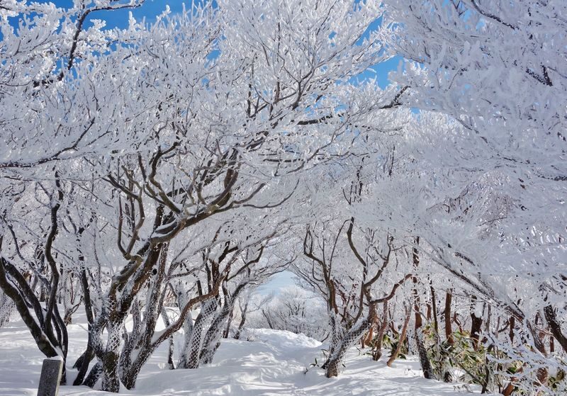 Nabana no Sato & Gozaishodake Ropeway Day Tour from Osaka - Riding the Gozaisho Ropeway