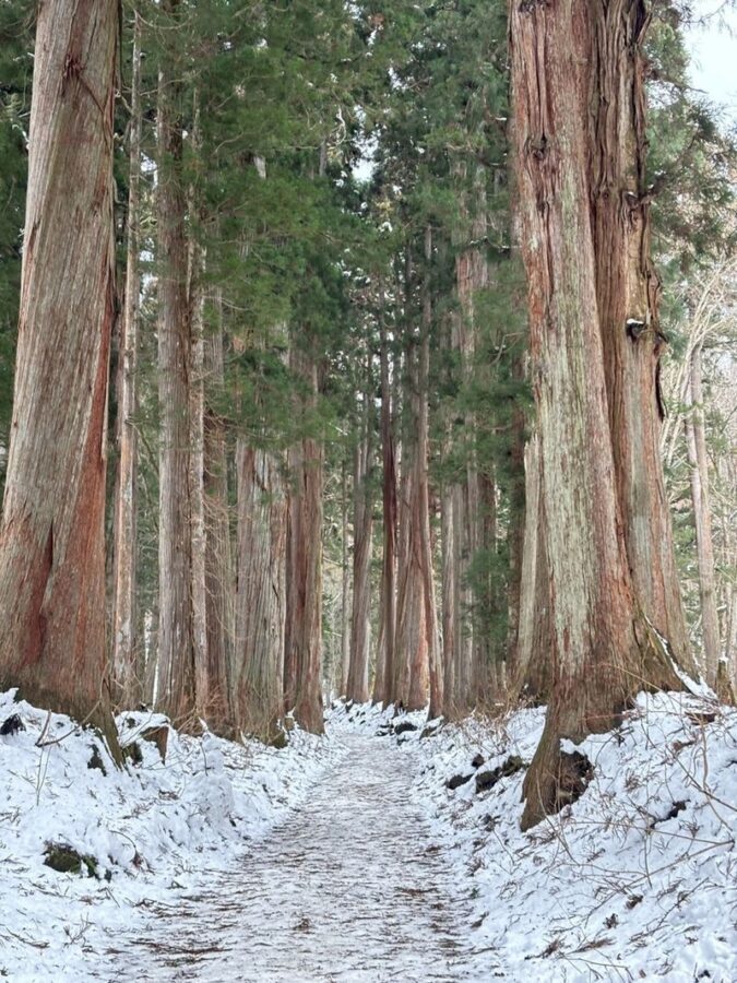 Nagano Jigokudani Monkey Park, Togakushi Shrine, Zenkoji Temple & Sake Culture Experience Day Tour (Departing from Nagano) - Walking beneath Togakushi’s cedar trees