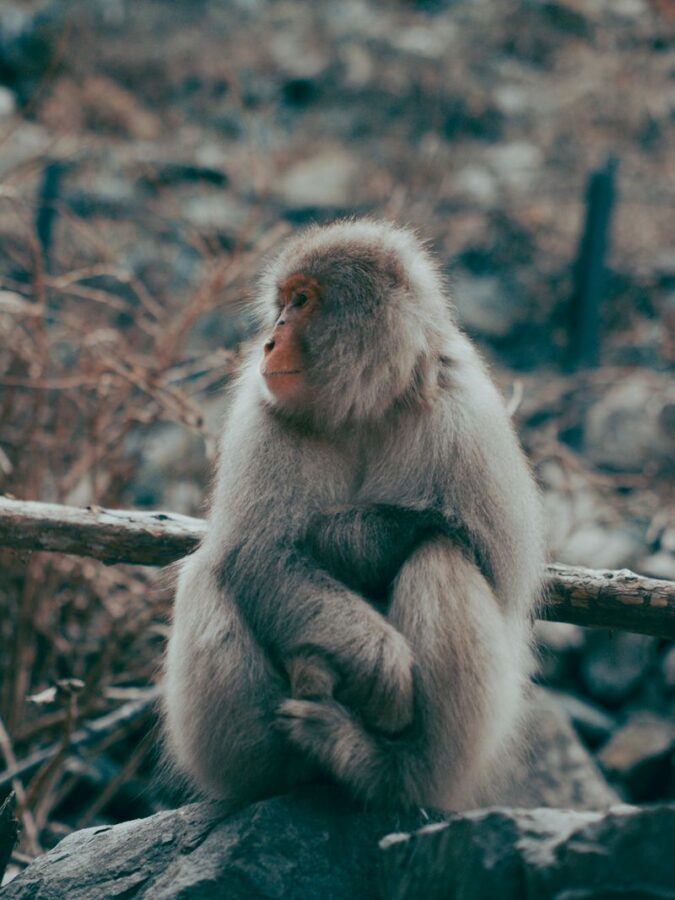 Nagano Jigokudani Snow Monkey Park Full-Day Customizable Tour - The Tokyo drive changes the shape of the day