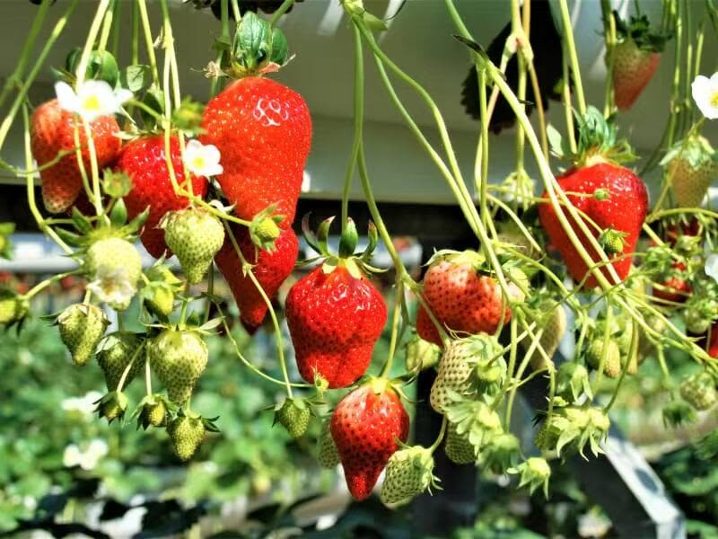 Nagoya Toyokawa Inari, Fruit Picking & Mitsui Outlet Park Day Tour - Fruit picking is the most hands-on stop