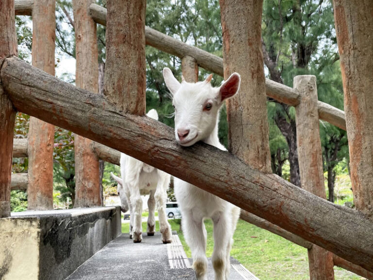 Naha Tokashiki Island Full-Day Tour with Lunch - The beach is where the day opens up