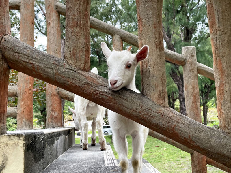 Naha Tokashiki Island Full-Day Tour with Lunch - The beach is where the day opens up