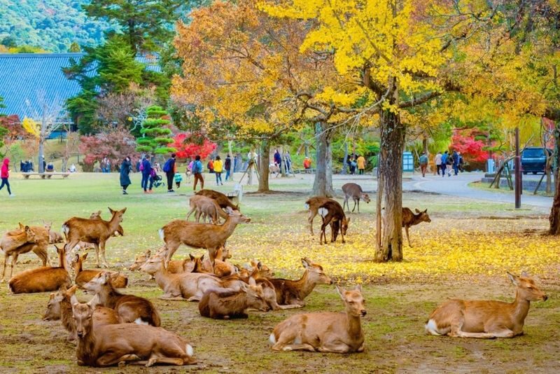 Nara Charter Car Customizable 1-Day Trip (from Kyoto) - Starting from Kyoto at 08:00