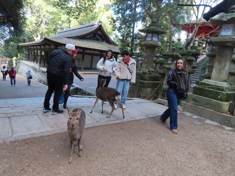 Nara Park & Kinkakuji Temple Heritage Tour with Tea Ceremony - Nara Park’s deer are charming, with a bit of attitude