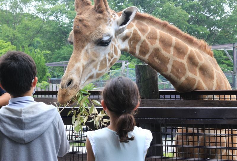 Nasu Safari Park Ticket - Feeding animals, with a few rules to know