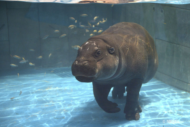NIFREL Interactive Aquazoo E-Ticket in Osaka - Start with color and sea life