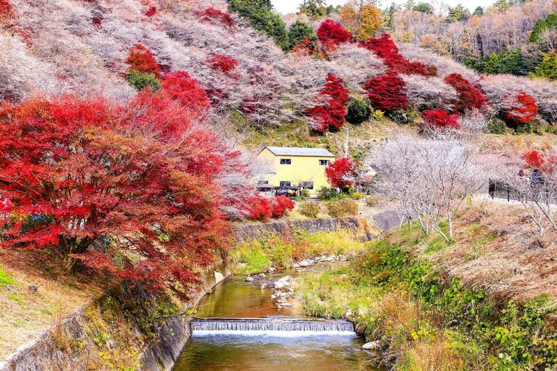 Obara Shikizakura and Korankei Light-up 1Day Bus Tour From Nagoya - Korankei after sunset: color, crowds, and uneven paths