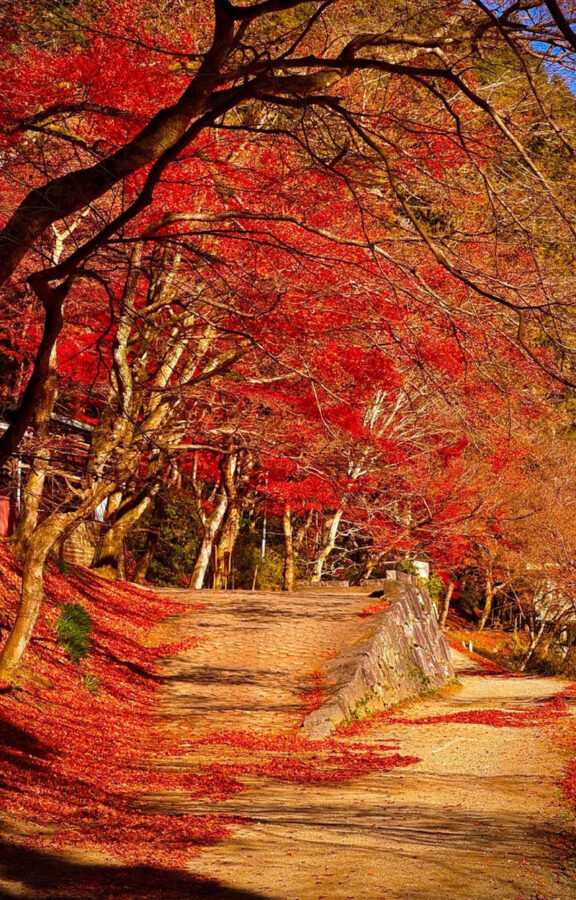 Obara Shikizakura Festival & Korankei & Kokokusan Eihoji Temple Autumn Leaves Day Trip - Eihoji Temple: old trees and a garden pause