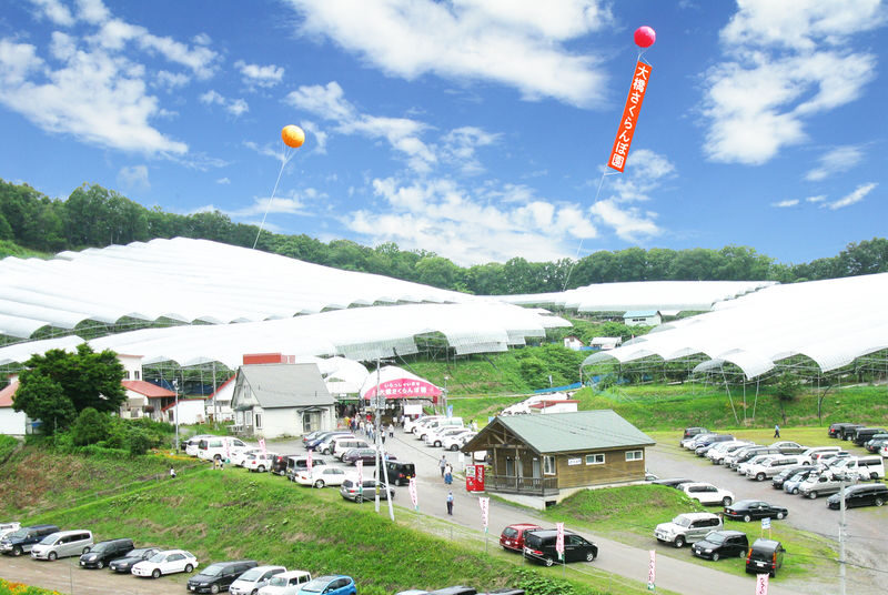 Ohashi Cherry Farm Admission + Fruit Picking in Furano Ashibetsu - Fifty varieties, and low branches