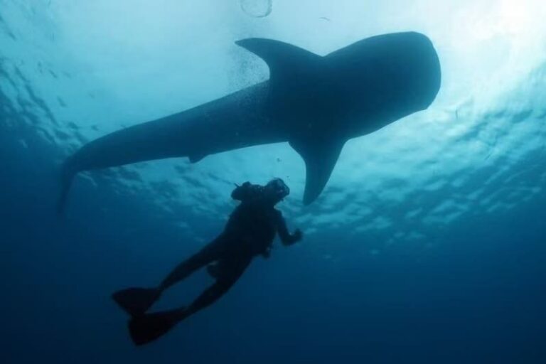 Okinawa Blue Cave Snorkeling + Whale Shark Swimming/Diving Day Trip (Includes Pickup + Lunch) - Starting from Naha near Kokusai Street