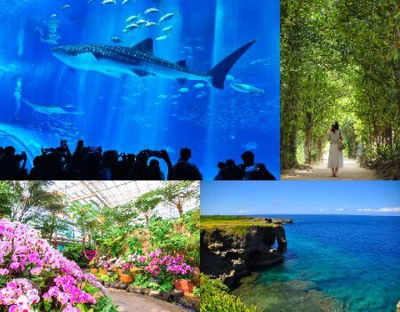 Okinawa Churaumi Aquarium & Kouri Island Full-Day Sightseeing Bus Tour - Course A or Course B?