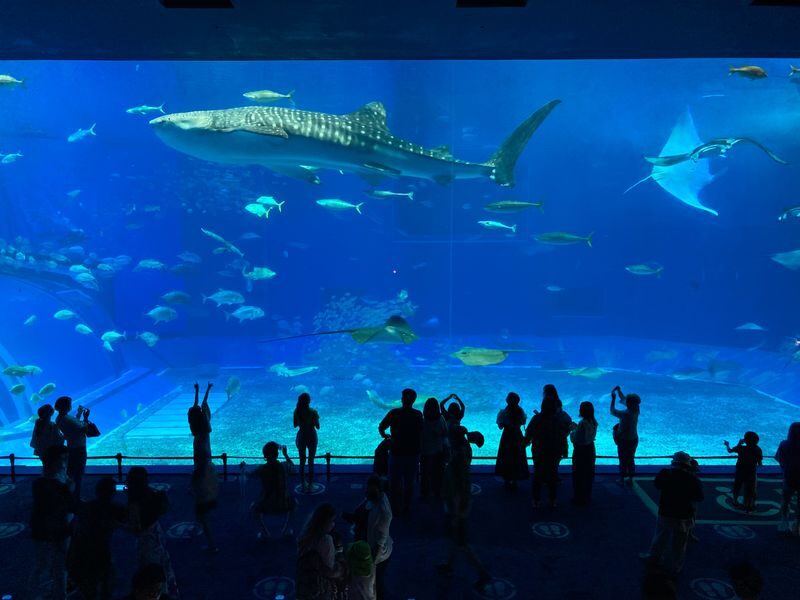 Okinawa Churaumi Aquarium Ticket - Make time for the deep-sea realm