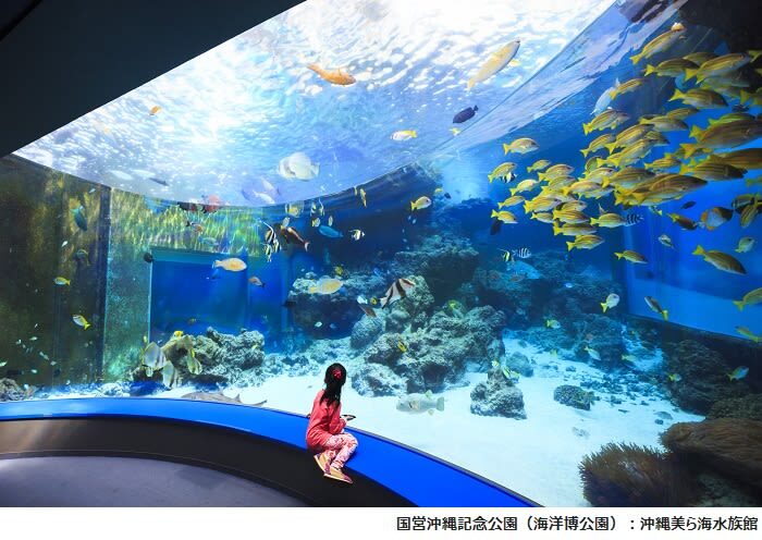 Okinawa Churaumi TokuToku 5 Pass / 3 Pass - Churaumi Aquarium: the reason many people choose the 5 Pass