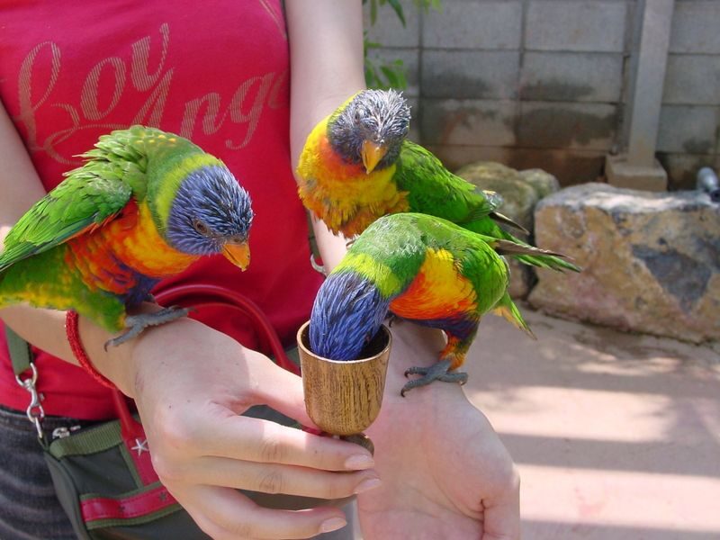 Okinawa Fruits Land Ticket - The Bird Zone adds a hands-on change of pace