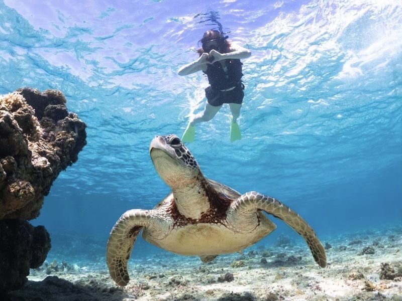 Okinawa: Miyako Island Sea Turtle and Coral Reef Snorkeling Experience - From greeting to cleanup: allow more than an hour