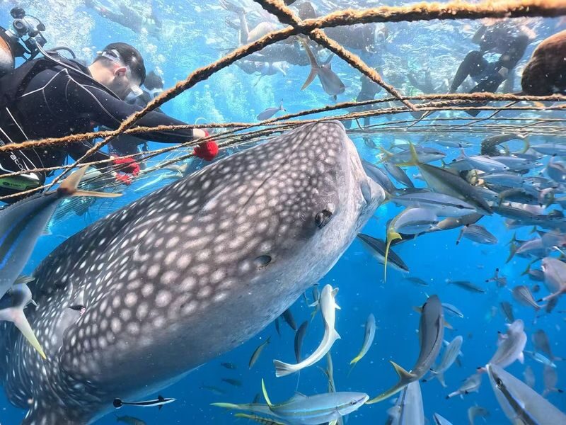 Okinawa Whale Shark Discover Scuba Diving Experience - What beginner scuba instruction means here