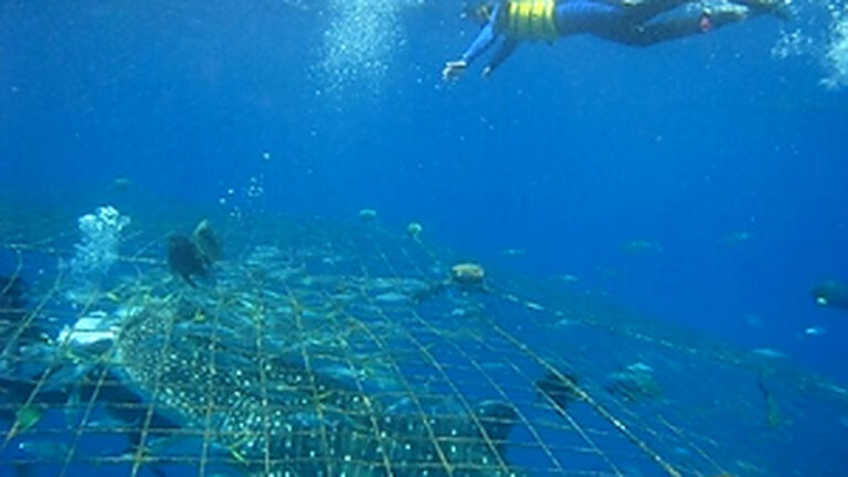 Okinawa Whale Shark Encounter Experience - From Top Marine to the water