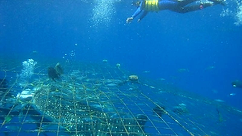 Okinawa Whale Shark Encounter Experience - From Top Marine to the water