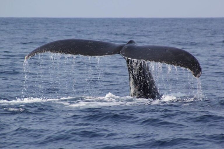 Okinawa Whale Watching Tour (Choose departure from Naha or Chatan Port) - What a whale sighting may look like