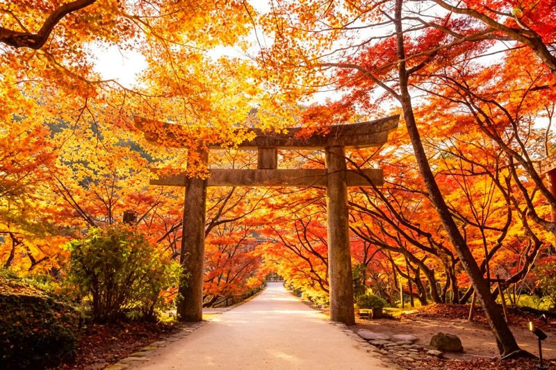 One-Day Exploration Tour of Yufuin and Yabakei for Autumn Foliage Viewing - Umi Jigoku: hot spring sights and a memorable snack