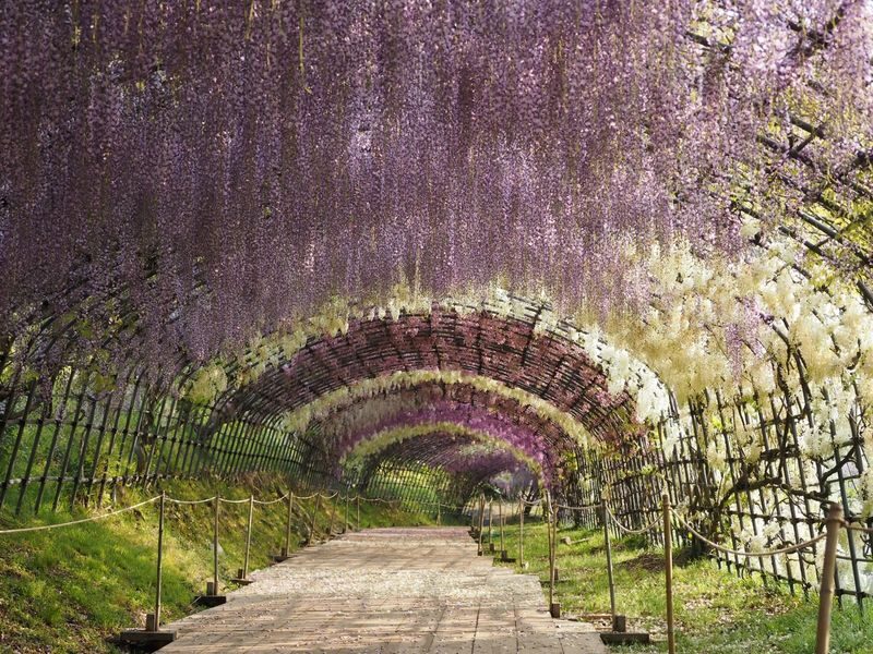 One-Day Trip to Kitakyushu: Kawachi Wisteria Garden (Seasonal), Kokura Castle Garden, Uminonakamichi Seaside Park, Miyajidake Shrines Road of Light, and THE OUTLETS Kitakyushu | Departure from Fukuoka/Hakata - Uminonakamichi Seaside Park: flowers, sea air and room to wander