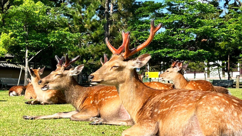 Osaka Full-Day Nara Park, Arima Onsen & Kobe Port Tour - Arima Onsen brings a different kind of stop