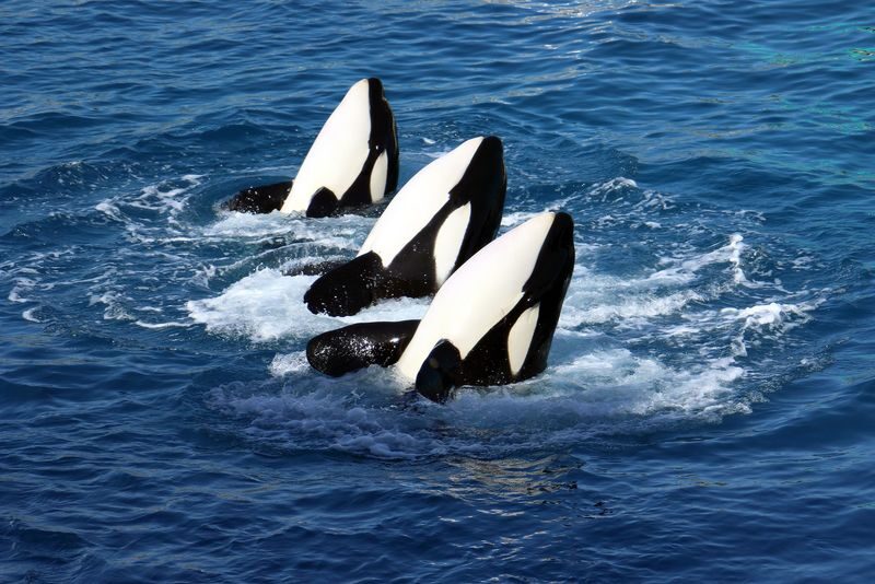 Osaka Kobe Suma Seaworld & Rokko Garden Terrace Full-Day Tour with Night View - Suma Sea World: Plan Around the Shows