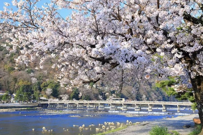 Osaka Kyoto & Nara Full-Day Private Tour with Customizable Itinerary - Nara Park and Todaiji: deer, temple, and a real choice