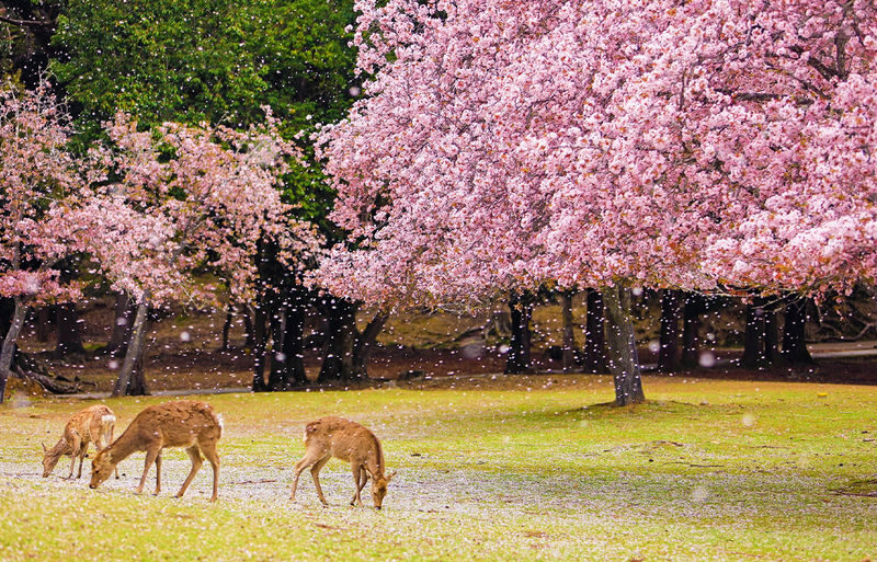 Osaka Nara, Kobe & Arima Onsen Full-Day Tour - What the Nara Park stop can and cannot promise