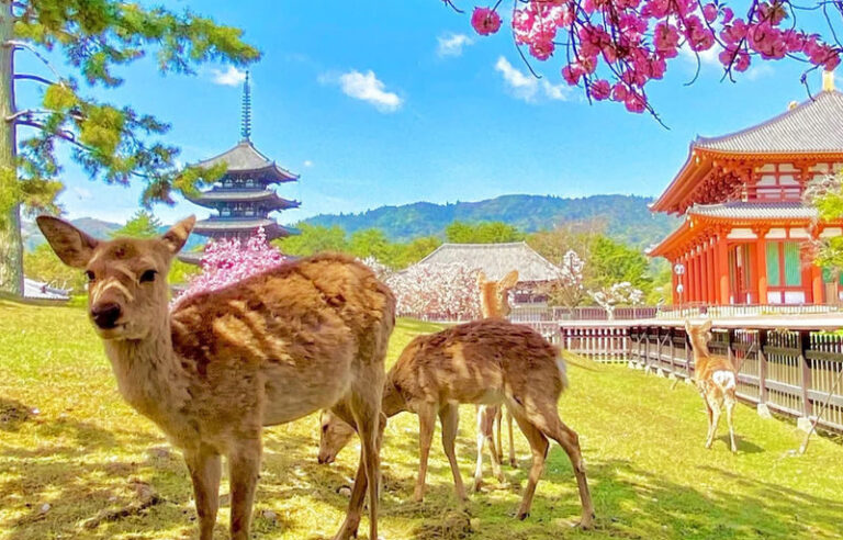 Osaka Nara Park, Arima Onsen & Kobe Port One-Day Tour - Nara Park: the day’s Nara anchor