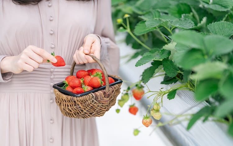 Photogenic Fukuoka Uminonakamichi, Strawberry Farm & Chinkokuji - Strawberry picking without the crouching