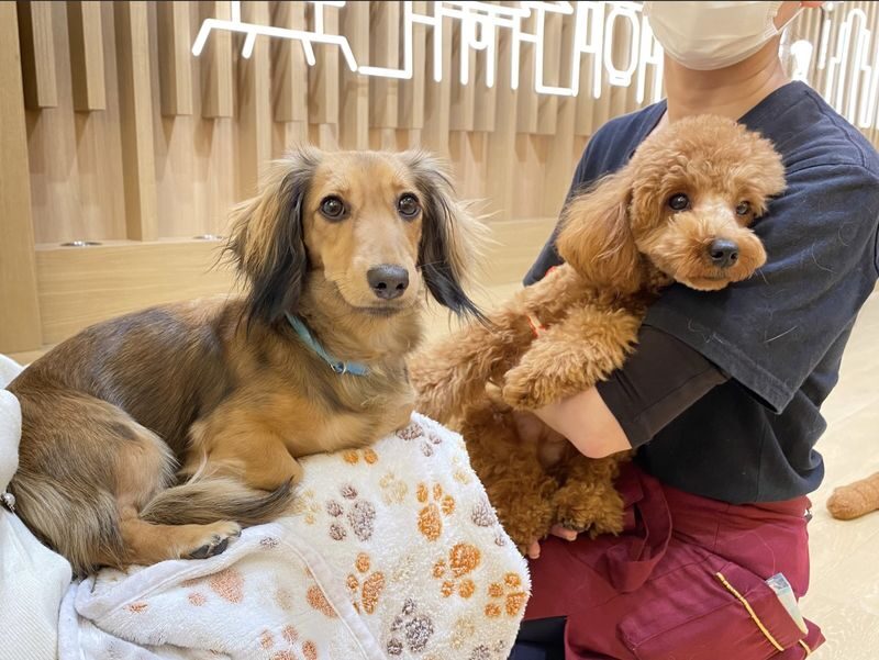 Play with Dogs at Dog Cafe Rio Asakusa [Dog Cafe Rio Asakusa] - Meeting the dogs, one at a time