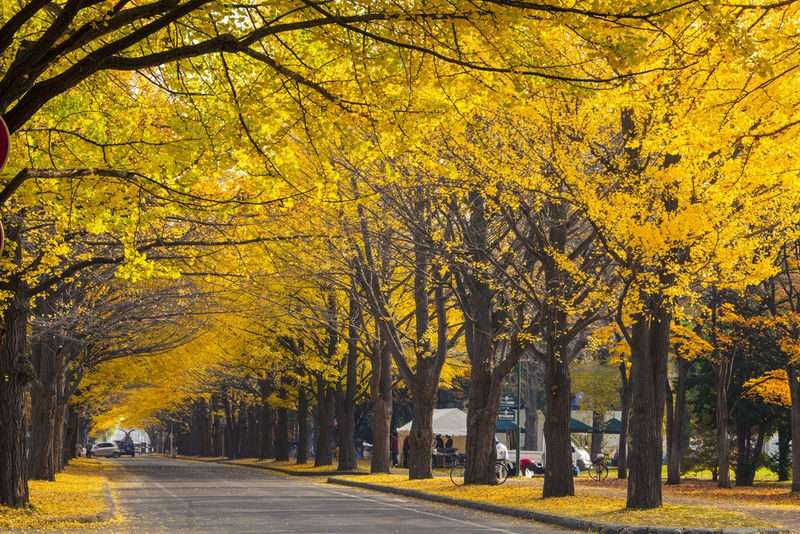 Private Car Charter Tour: Hokkaido Sapporo, Jozankei, and Otaru Day Trip | Customizable Itinerary - Otaru: canal, old shopping streets, and a mountain option