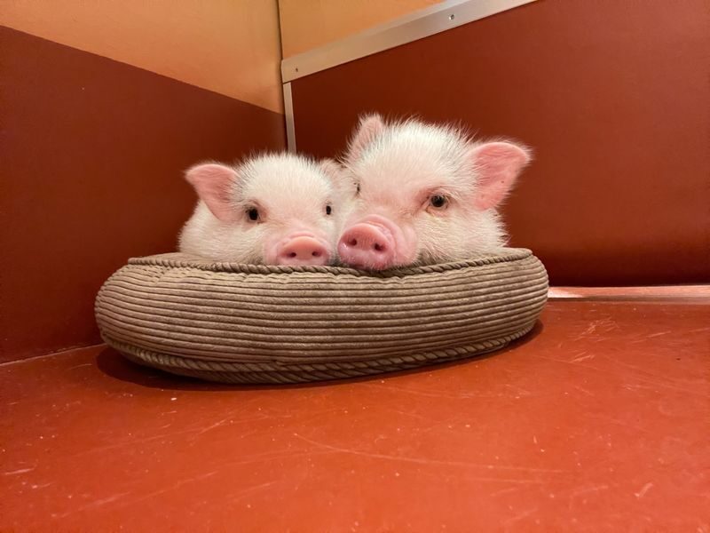 Private Room Micro Pig Cafe with Pig Treat Experience (Tokyo) - From check-in to pig introductions