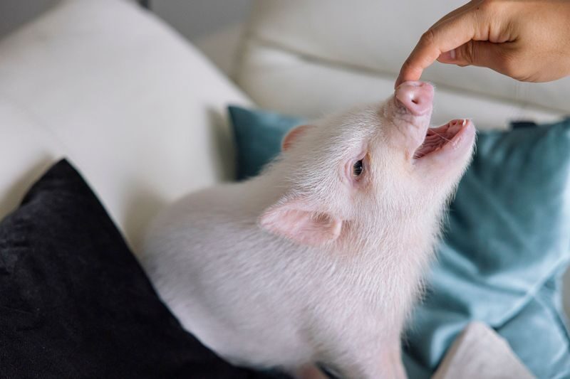 Private Room Micro Pig Cafe with Piglet Interaction and Snack Feeding Experience (Tokyo, Kichijoji) - Feeding, petting, and letting the pigs choose