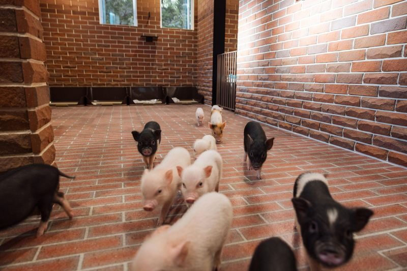 Private Room Micro Pig Cafe with Piglet Interaction and Treat Feeding Experience (Yokohama) - What an hour with the pigs feels like