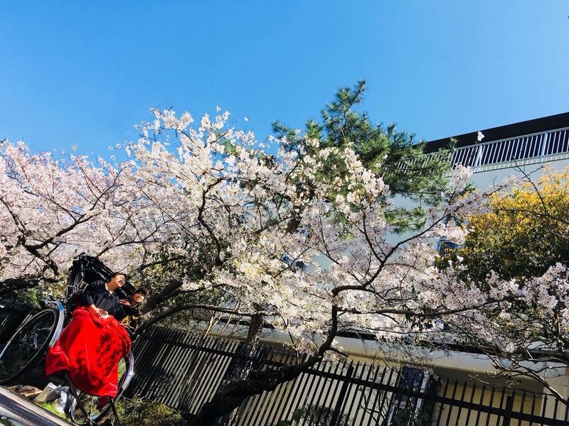 Rickshaw Experience in Kamakura - Choosing 30, 60, or 120 minutes