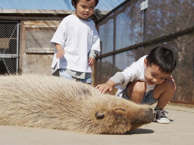 Sakai Green Museum Harvest Hill: Harvest Hill Admission Ticket - Animals make the visit hands-on