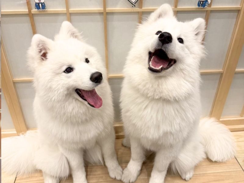 Samoyed in Harajuku: The Fluffiest Spot on Takeshita Street Play Now - What your 30 minutes look like
