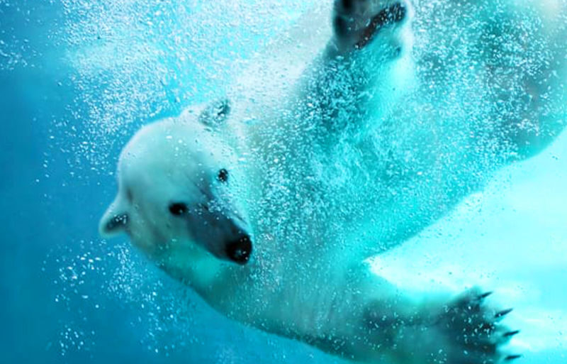 Sapporo Asahiyama Zoo & Forest Elf Terrace Winter Tour - Asahiyama Zoo: the clearest reason to consider it