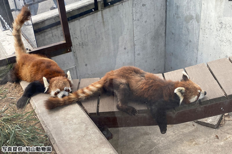 Sapporo Asahiyama Zoo Full-Day Sightseeing Bus Tour - Finding the exchange point near Sapporo Station