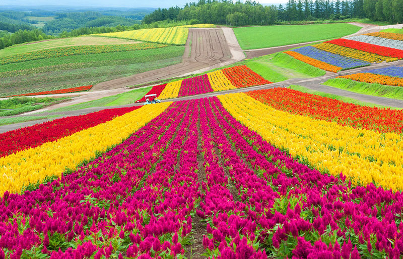 Sapporo Biei Blue Pond & Shikisai no Oka Full-Day Flower Tour - Shikisai no Oka puts the flowers at the heart of the trip