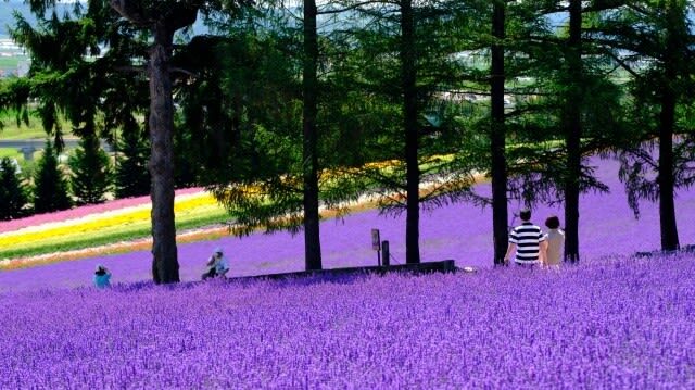 Sapporo Farm Tomita & Blue Pond Full-Day Tour - Biei’s Blue Pond offers a change of pace