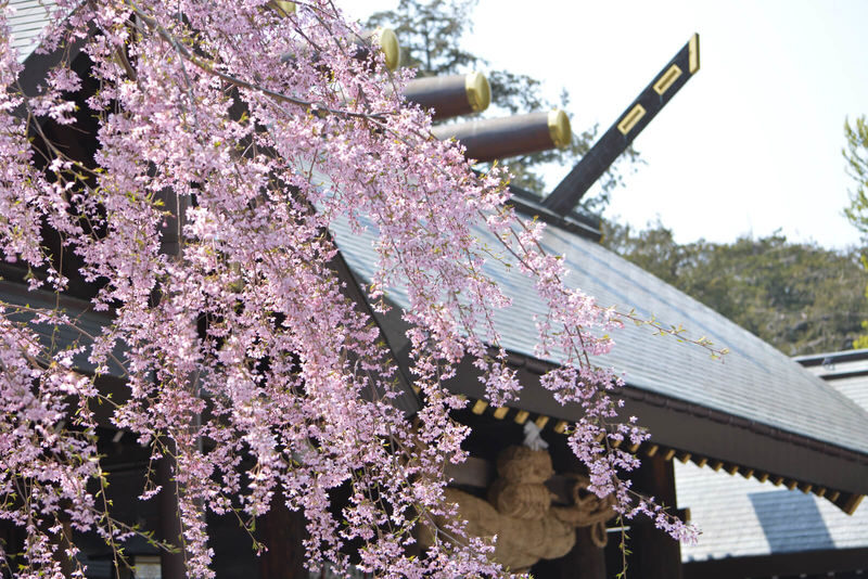 Sapporo Full-Day City Highlights Experience with Shopping - The Hill of the Buddha and the appeal of changing seasons
