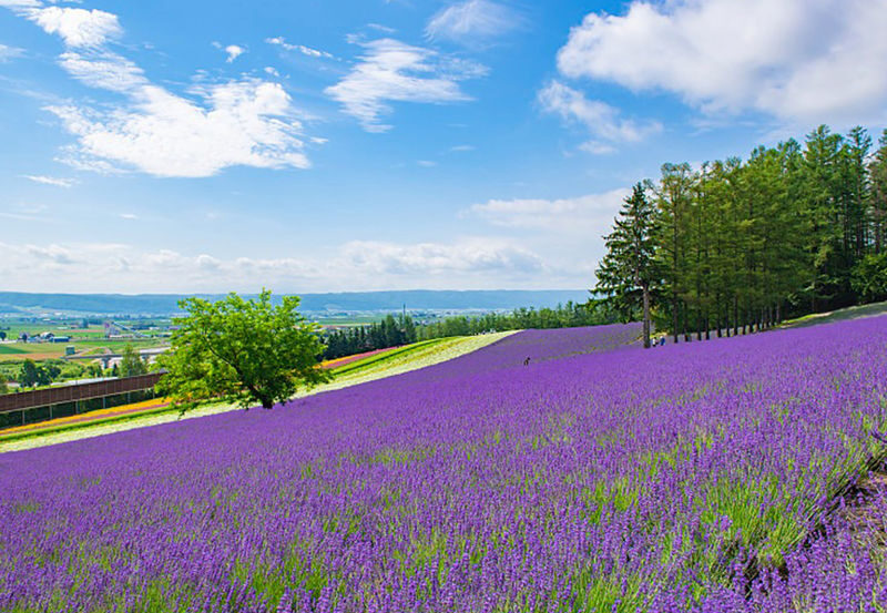 Sapporo Full-Day Shikisai No Oka & Ningle Terrace Experience with Flower Fields - Ningle Terrace brings a different mood